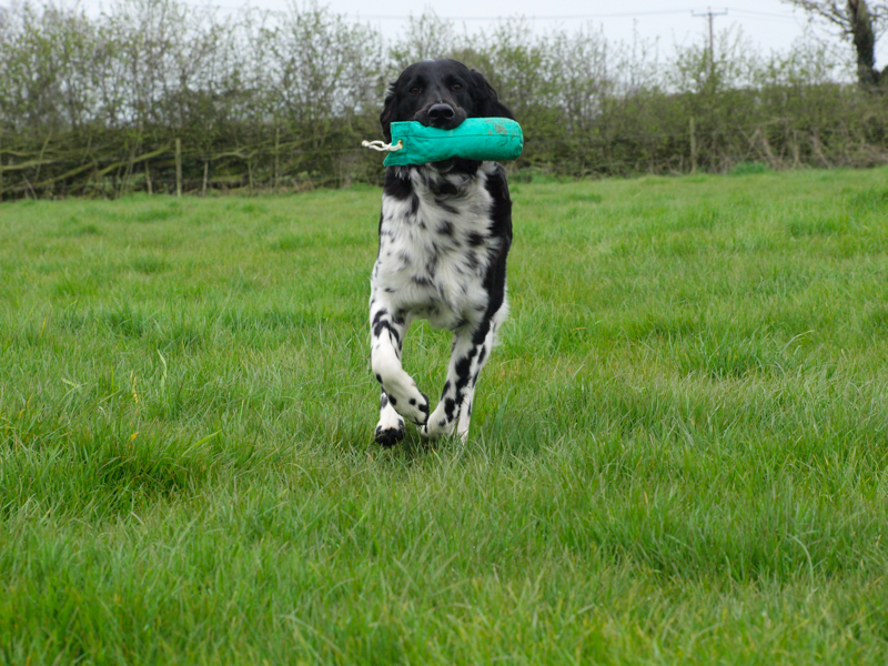 Canvas dummy work with a Munsterlander